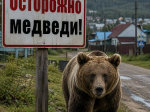 Внимание: повышенная активность медведей в Ермаковском округе.